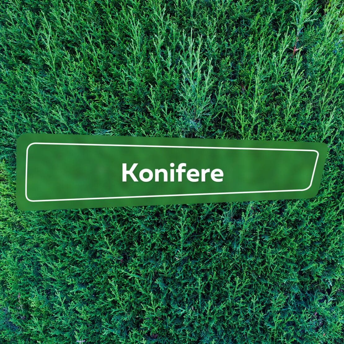 Konifere