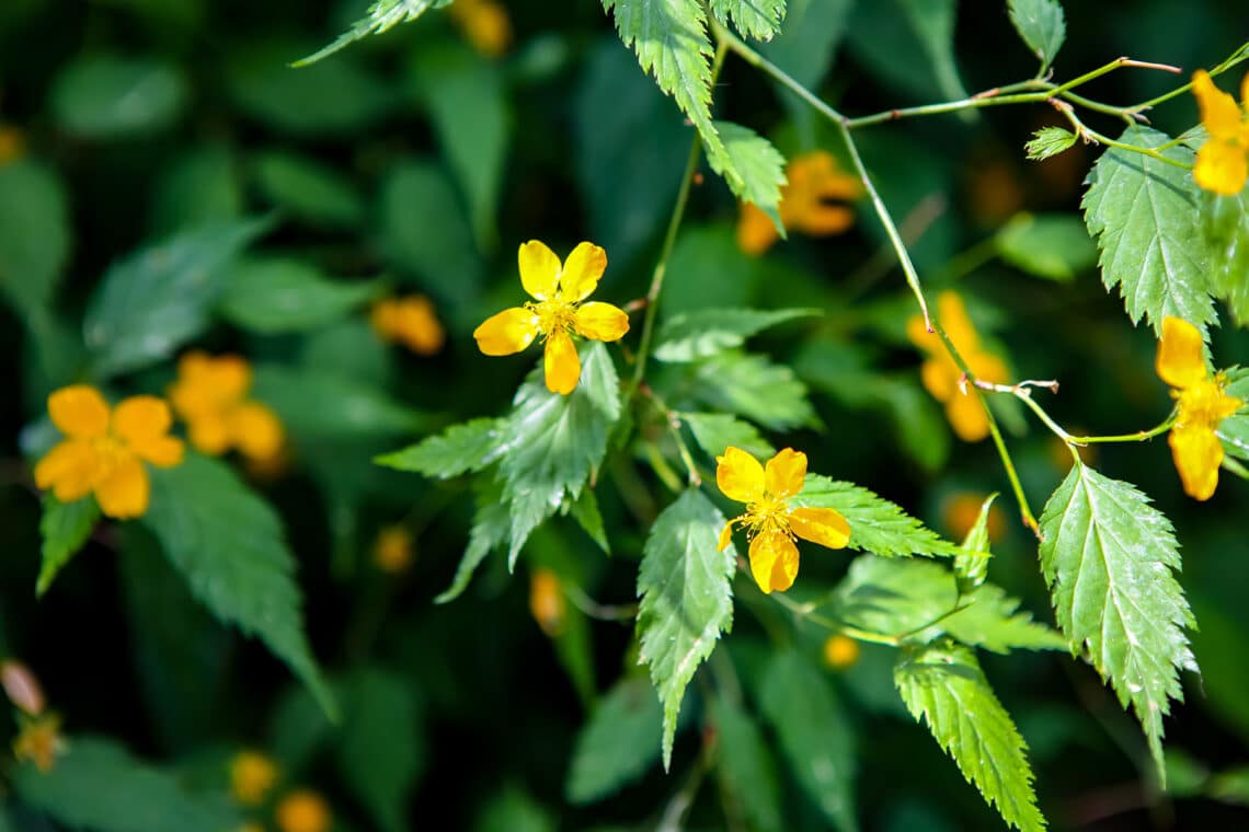 Kriechender Hahnenfuß (Ranunculus repens)