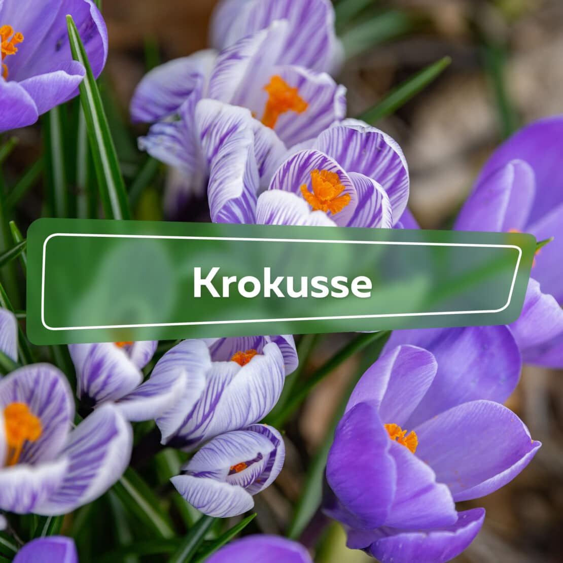 Krokusse