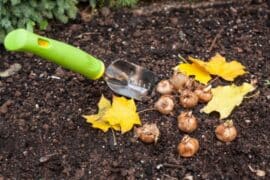 Krokusse pflanzen Wann ist der beste Zeitpunkt?