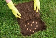 Krokusse pflanzen Wann ist der beste Zeitpunkt?