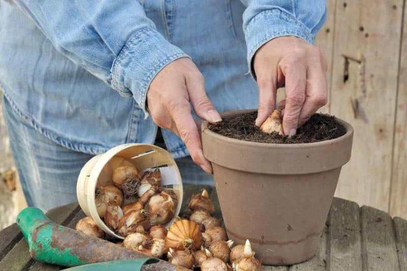 Krokusse pflanzen im Topf