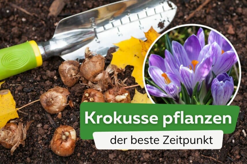 Krokusse pflanzen Wann ist der beste Zeitpunkt?