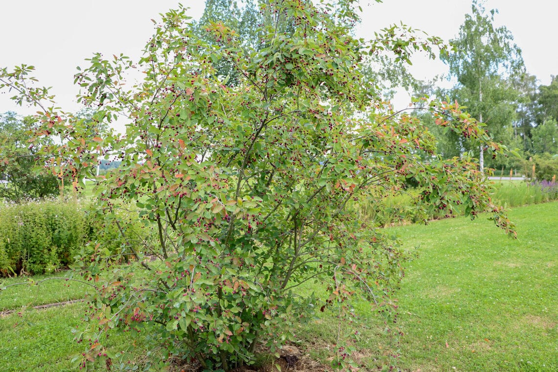 Kupfer-Felsenbirne (Amelanchier lamarckii)