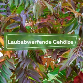 Laubabwerfende Gehölze