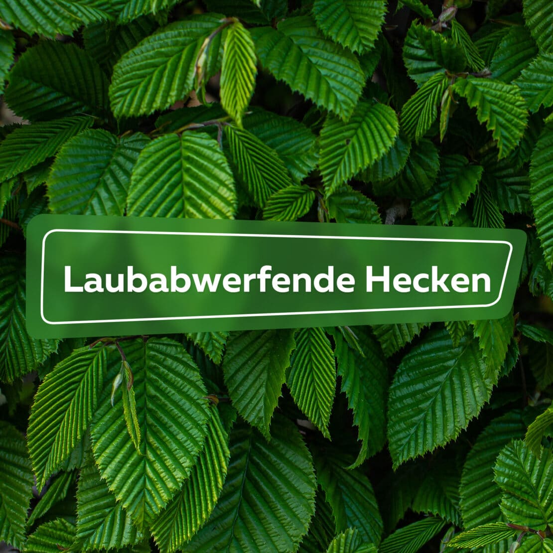 Laubabwerfende Hecken