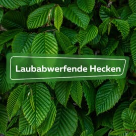 Laubabwerfende Hecken