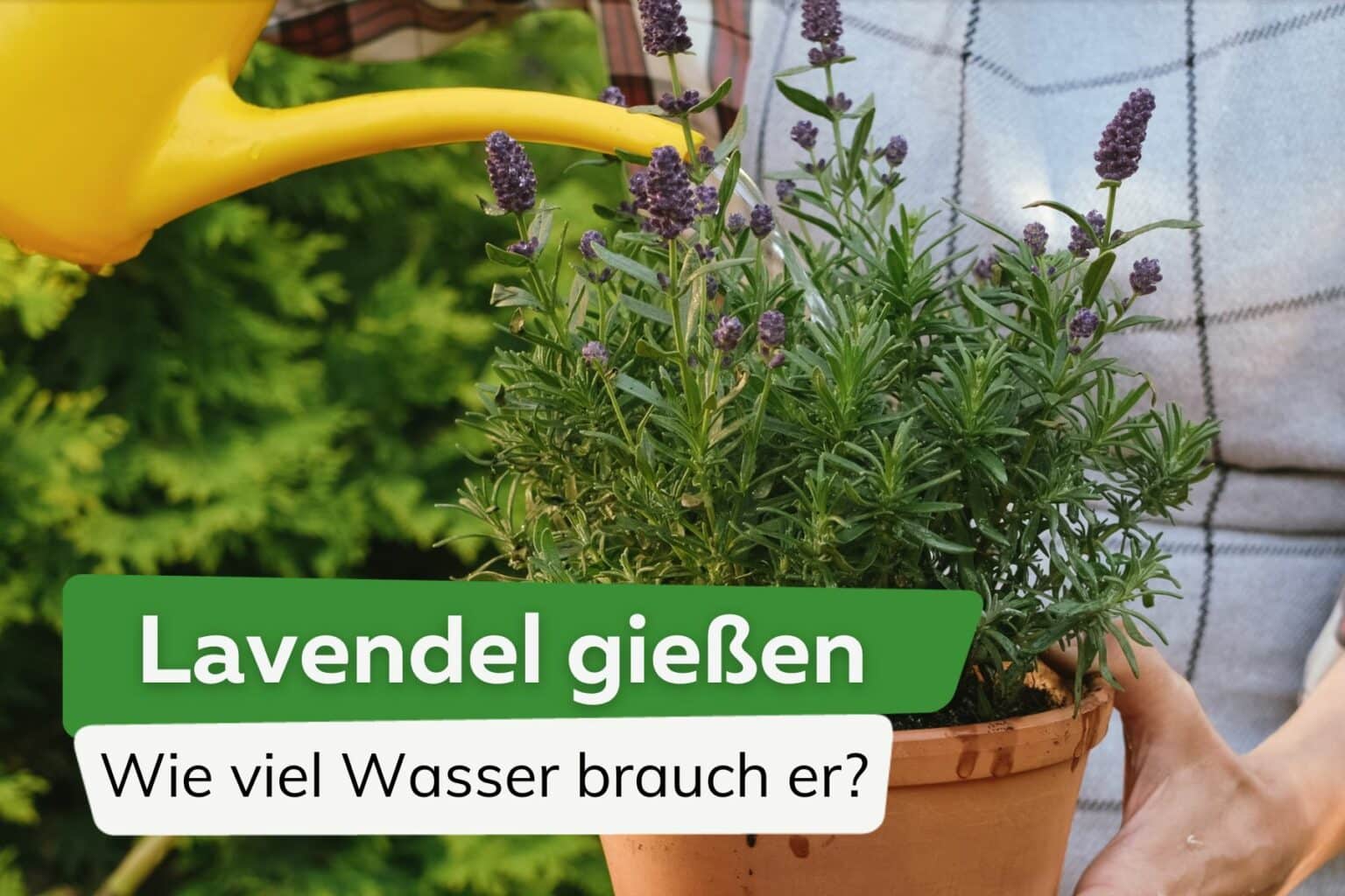 Lavendel gießen wie viel Wasser benötigt er?