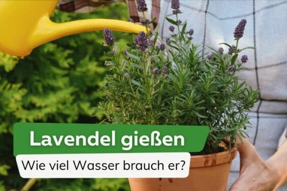 Lavendel gießen: wie viel Wasser benötigt er?