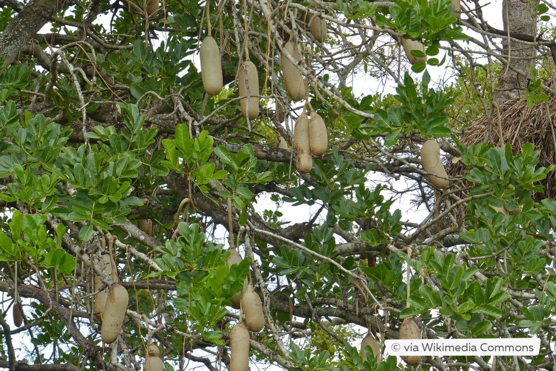 Leberwurstbaum (Kigelia africana)