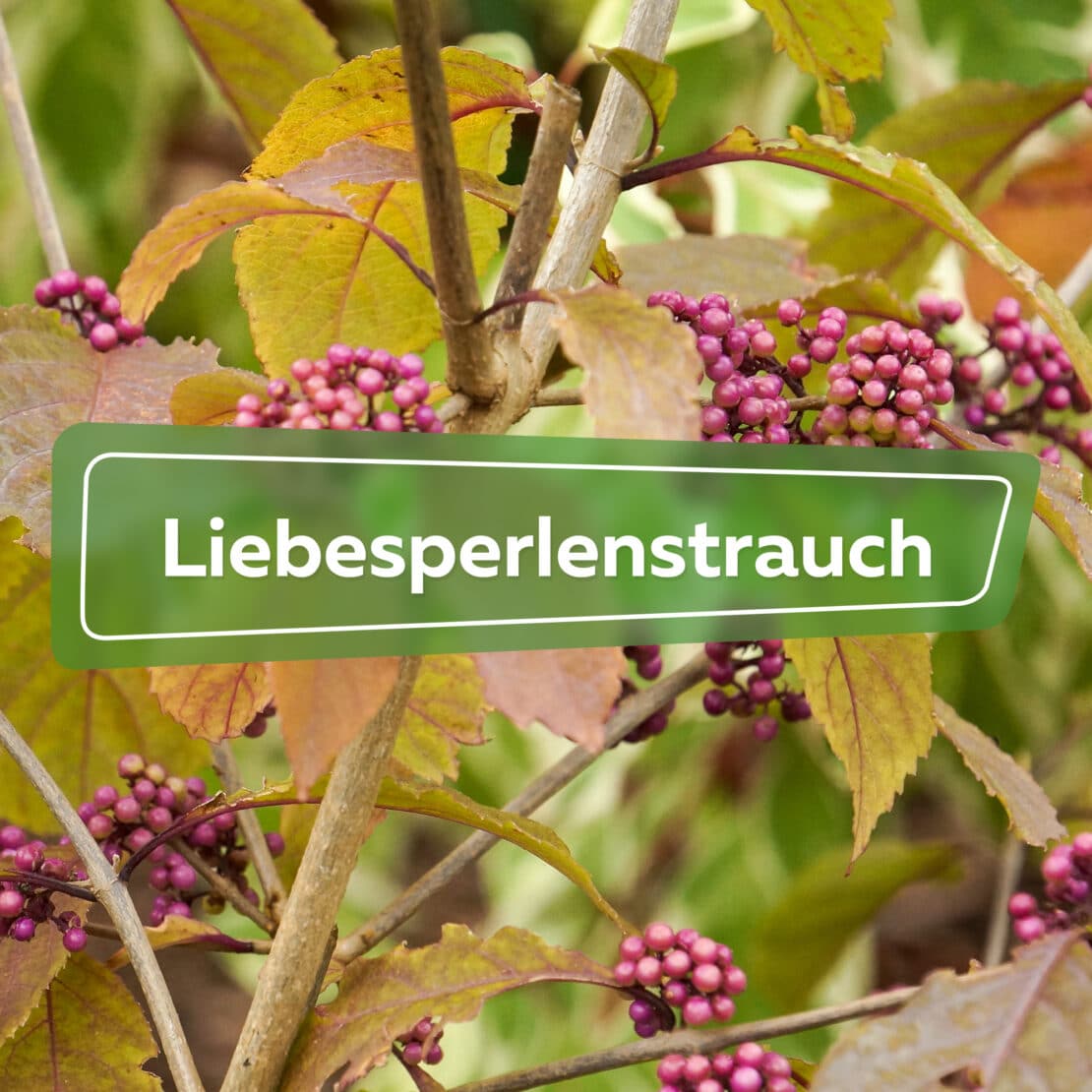 Liebesperlenstrauch