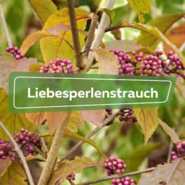 Liebesperlenstrauch