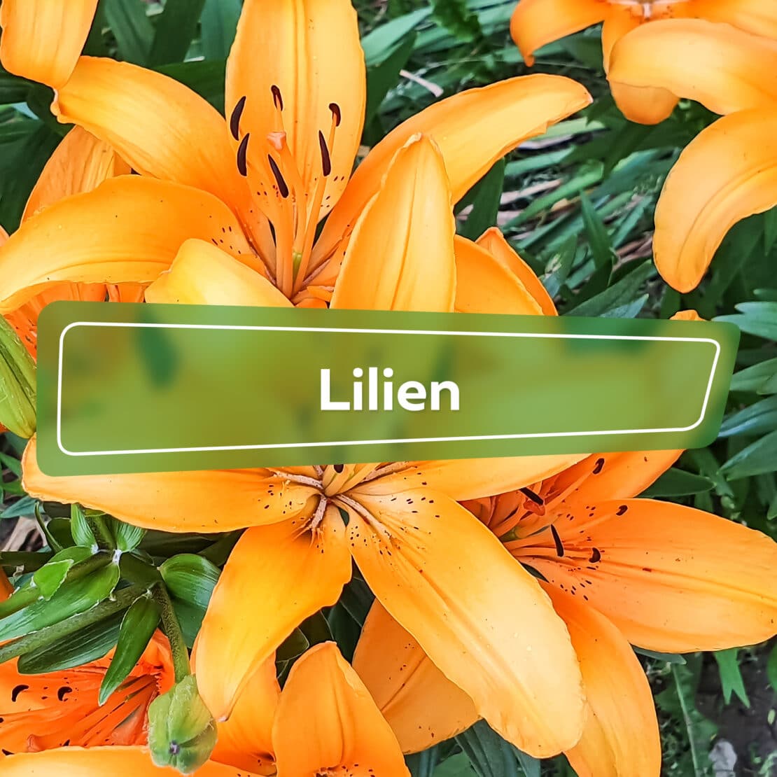 Lilien