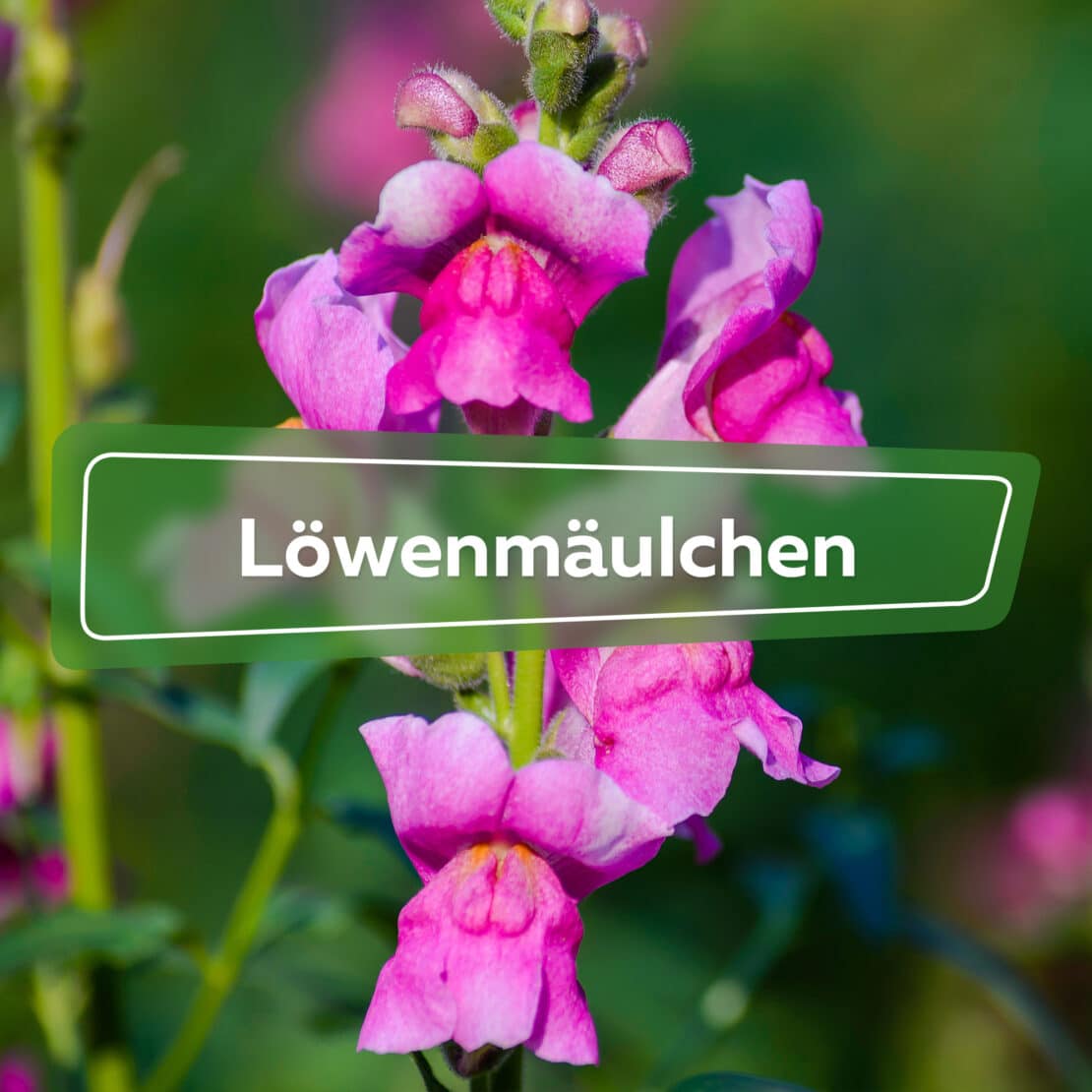 Löwenmäulchen