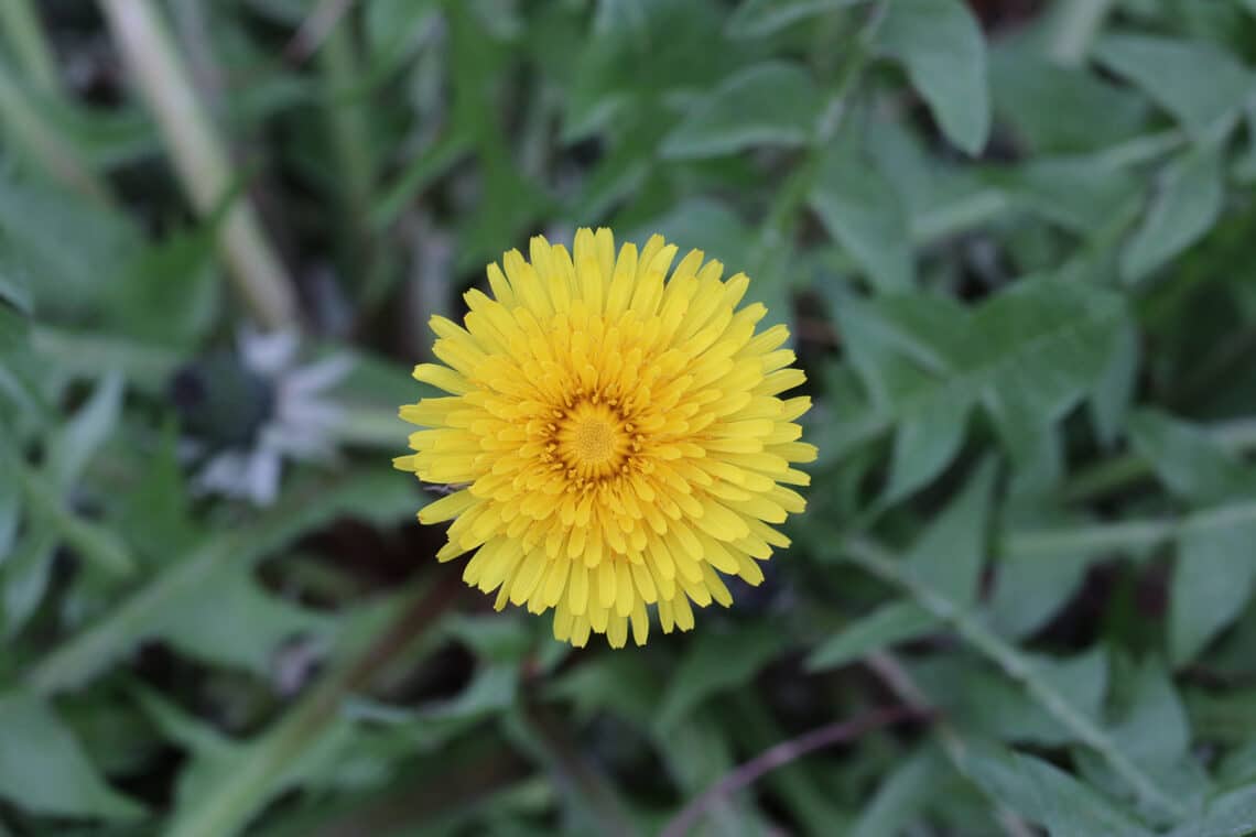 Löwenzahn (Taraxacum)