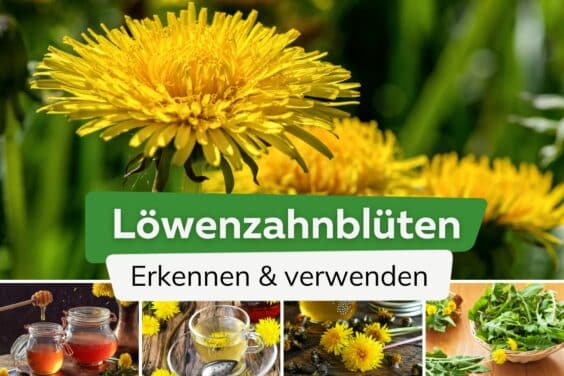 Löwenzahnblüten erkennen und verwenden