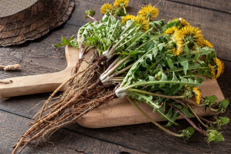 Löwenzahnpflanze; Wurzeln, Blätter und Blüten