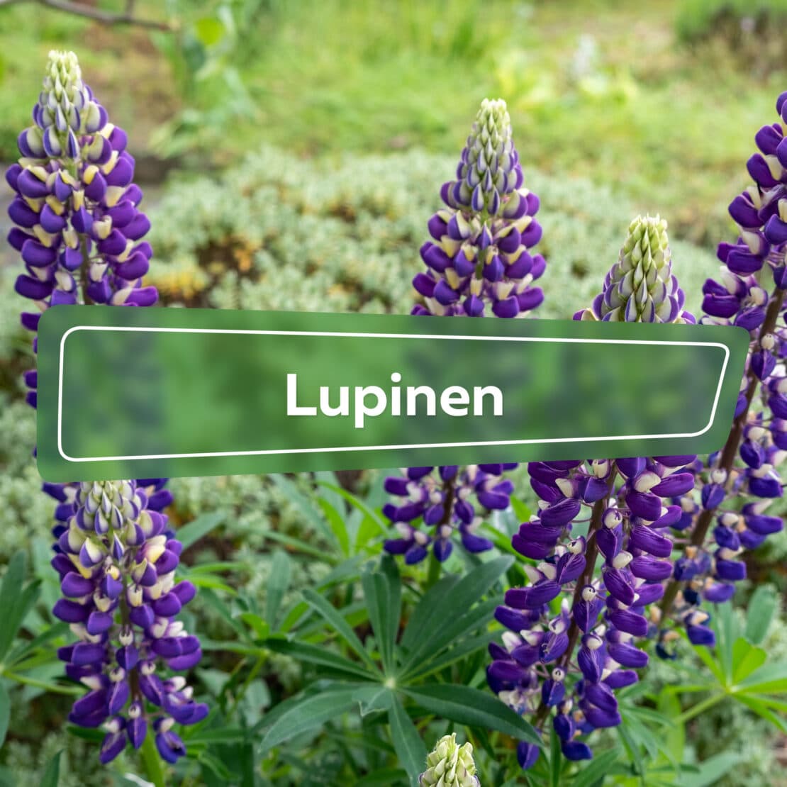 Lupinen