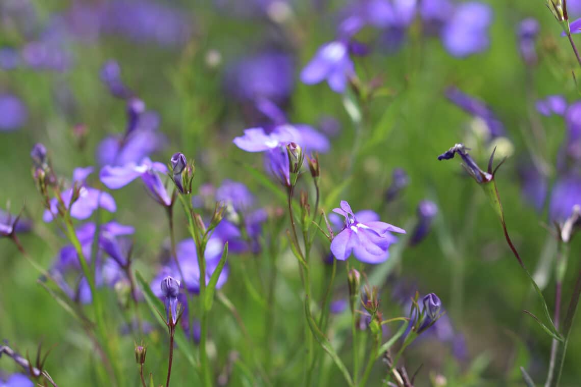 Männertreu (Lobelia erinus 'Speciosa')