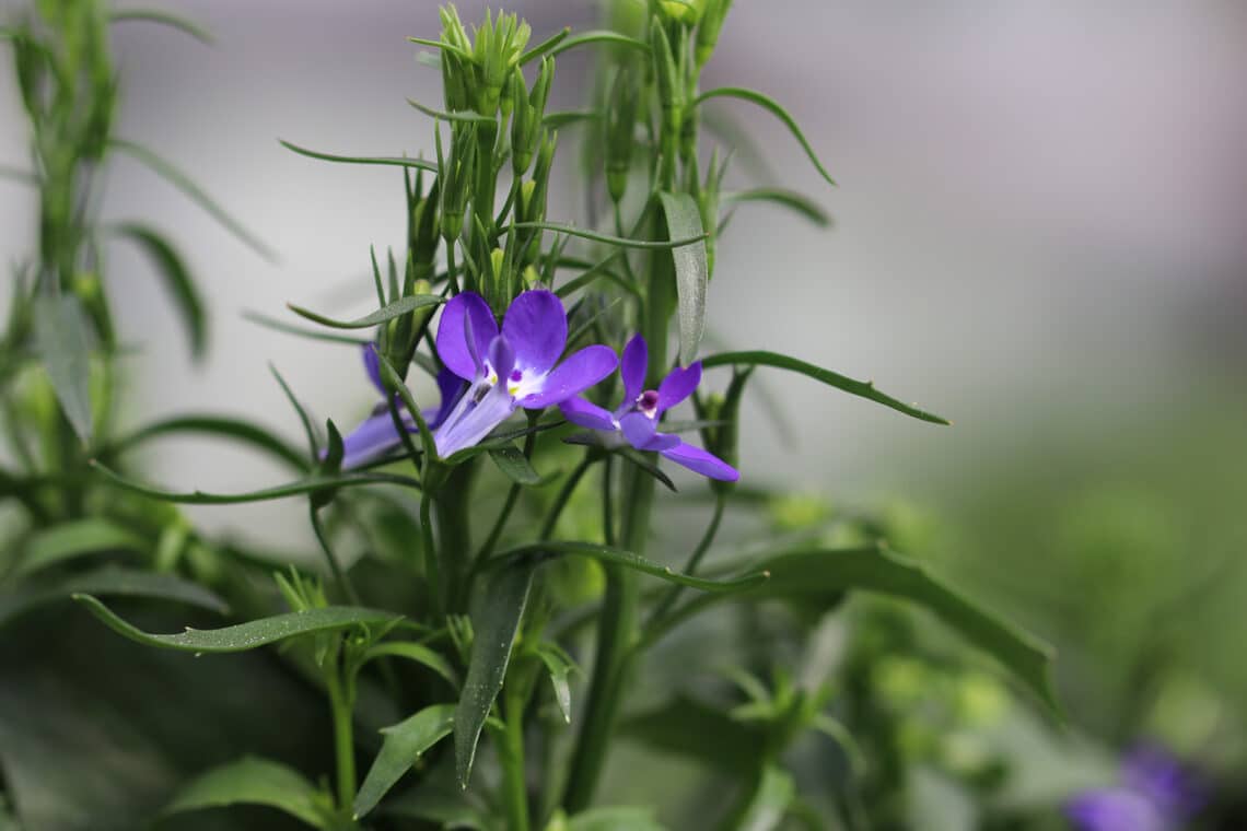 Männertreu (Lobelia Laura deep blue)