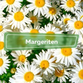 Margeriten