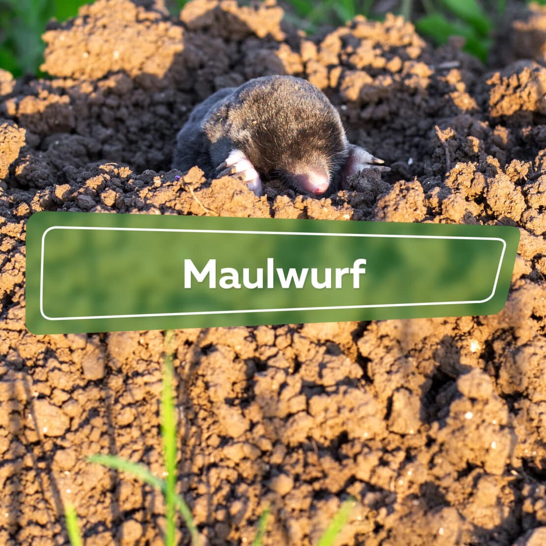 Maulwurf