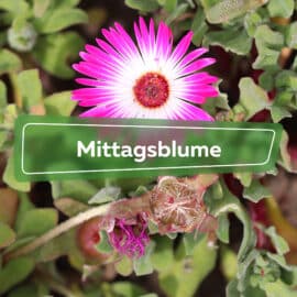 Mittagsblume