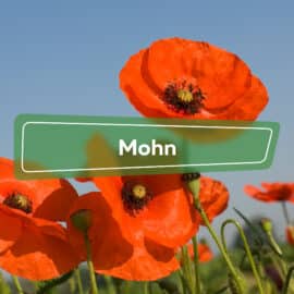 Mohn