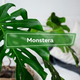 Monstera