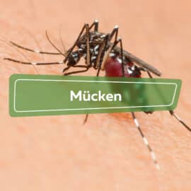 Mücken