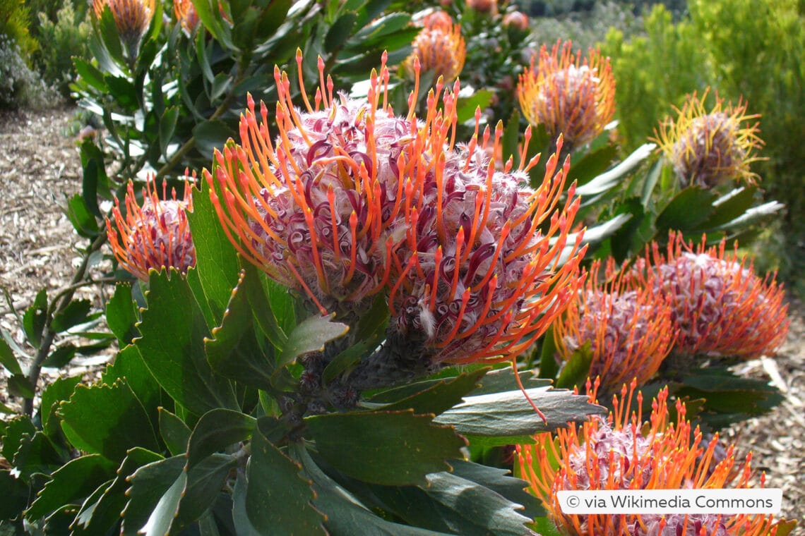 Nadelkissen (Leucospermum glabrum)