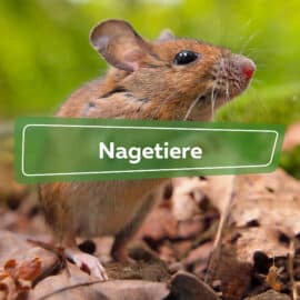 Nagetiere