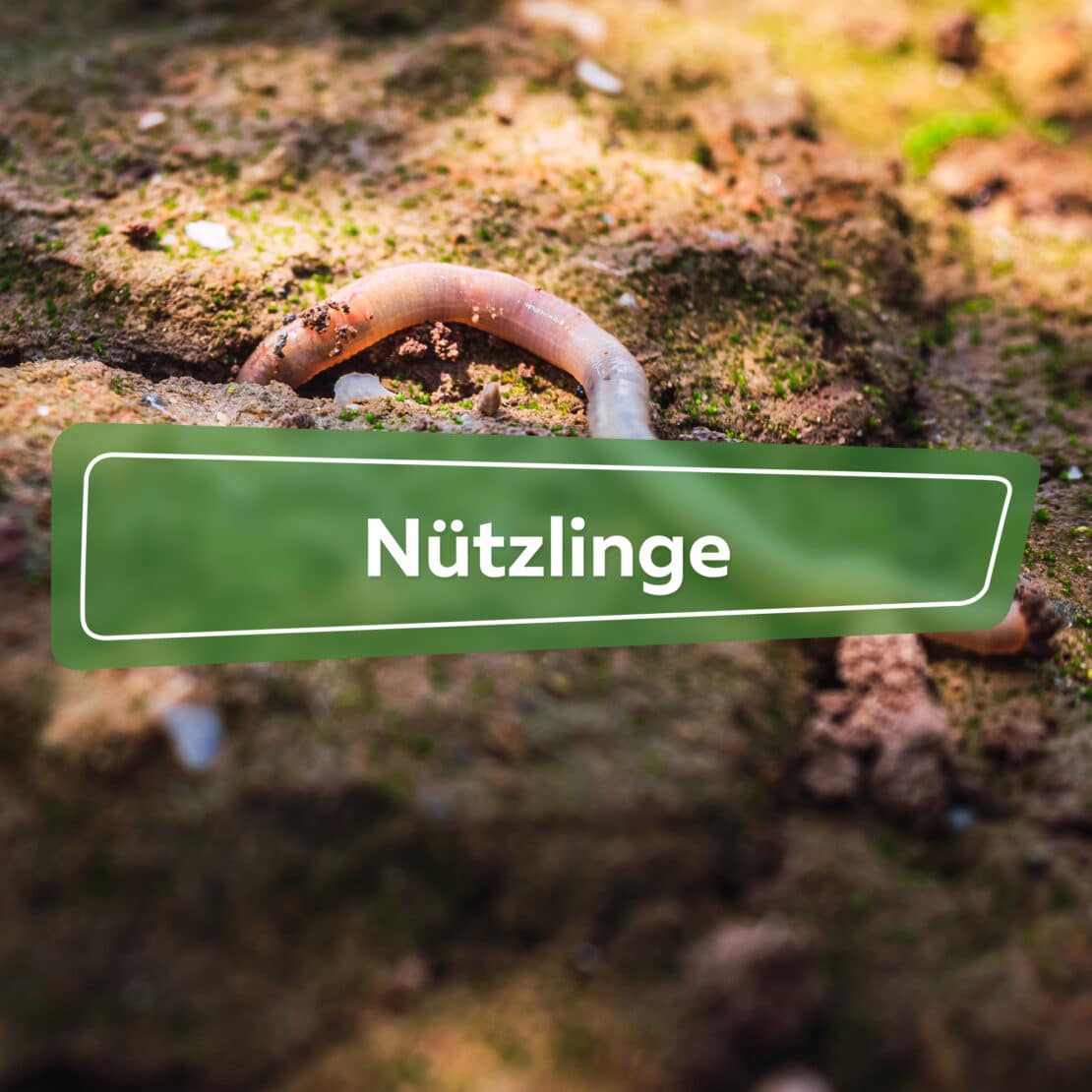 Nützlinge