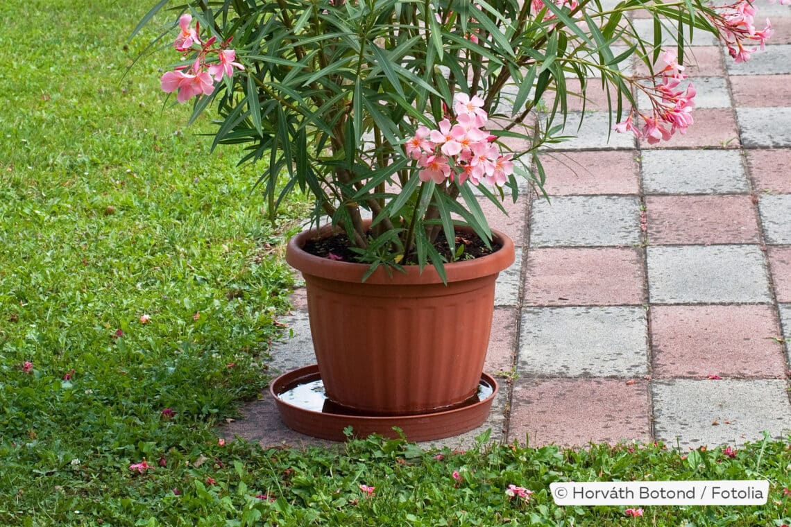 Oleander mit viel Wasser im Untersetzer