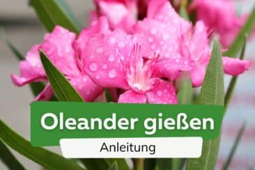 Oleander gießen