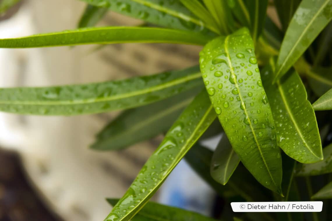 Nasse Blätter am Oleander nach Regenschauer