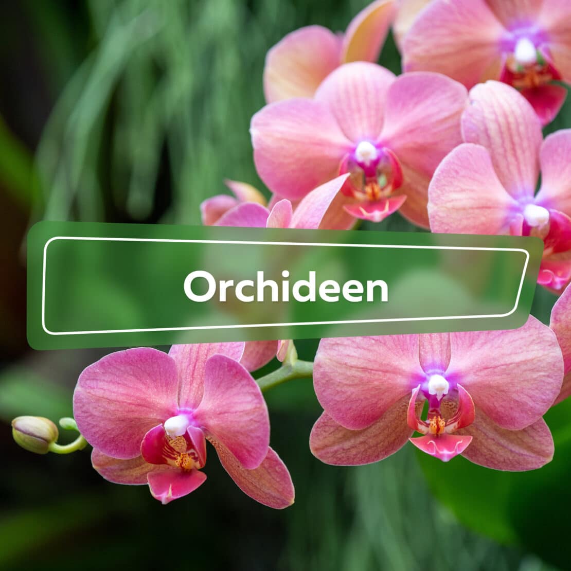 Orchideen