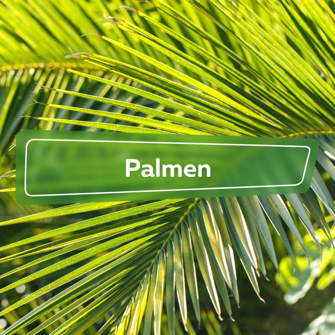 Palmen