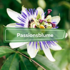 Passionsblume