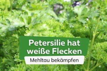 Petersilie hat weiße Flecken - Mehltau bekämpfen