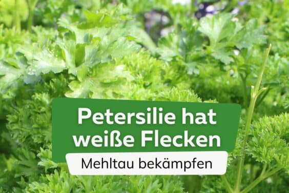 Petersilie hat weiße Flecken - Mehltau bekämpfen