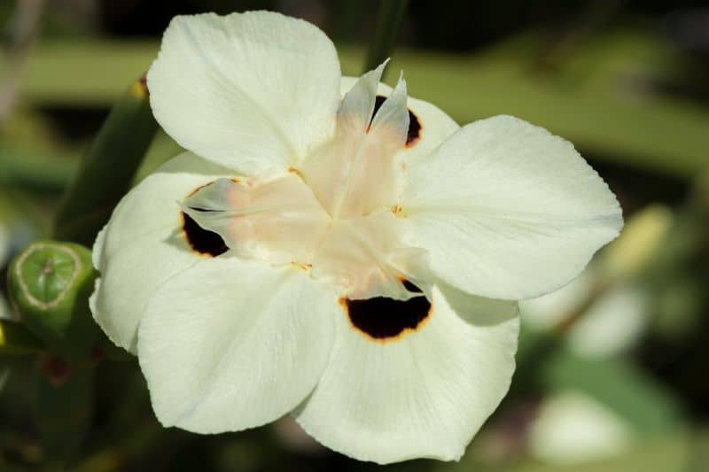 Pfauenblume (Dietes bicolor)