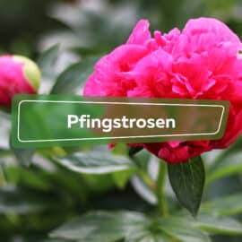 Pfingstrosen