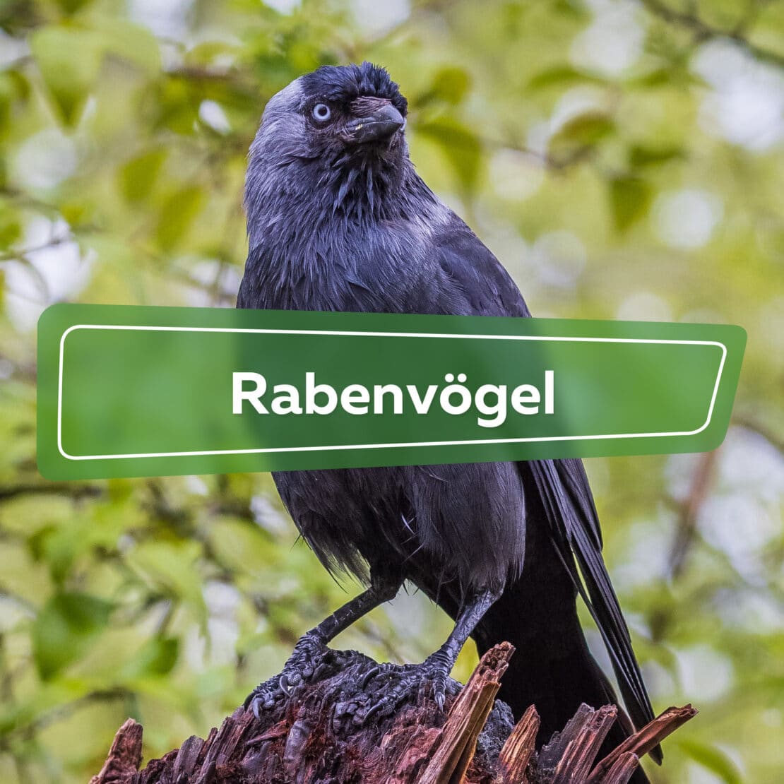 Rabenvögel