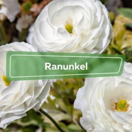 Ranunkel