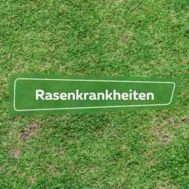 Rasenkrankheiten