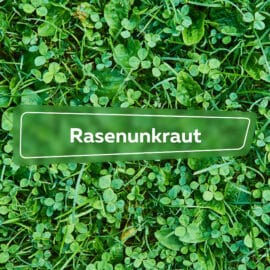 Rasenunkraut