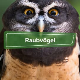 Raubvögel