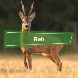 Reh