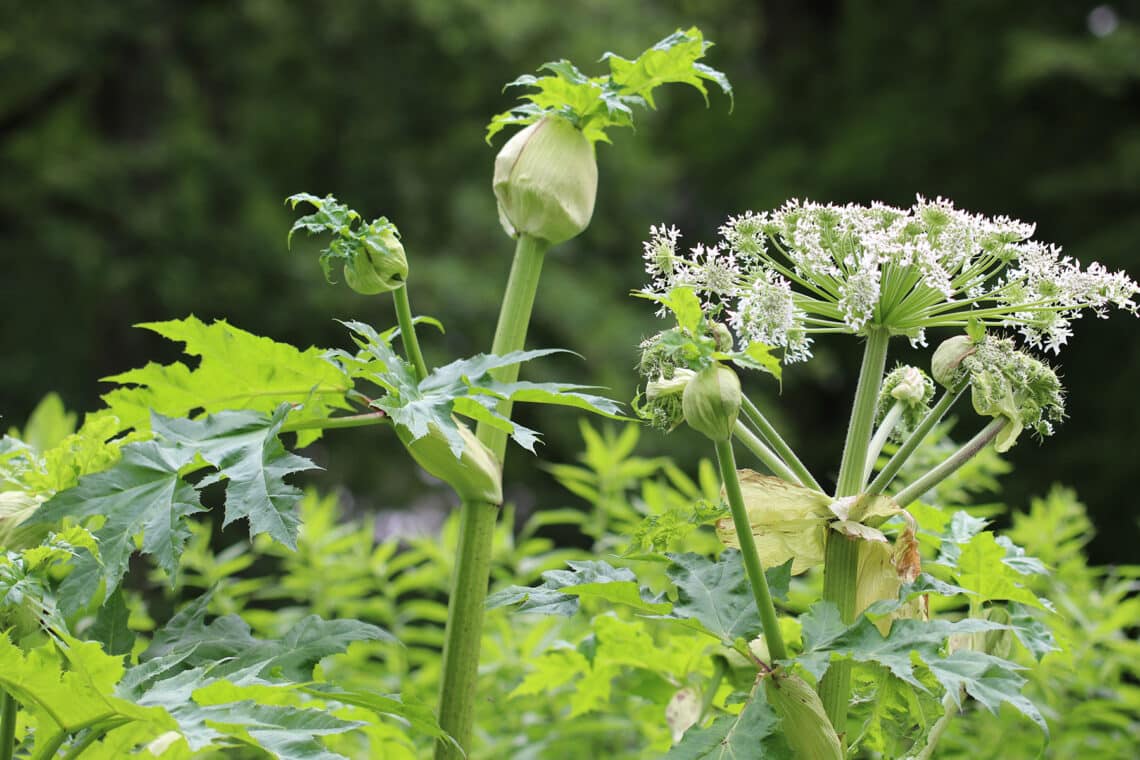 Riesenbärenklau (Heracleum mantegazzianum)